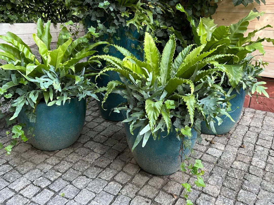 The Bird's Nest Fern: The Approachable Pragmatist (Image Credits: Unsplash)