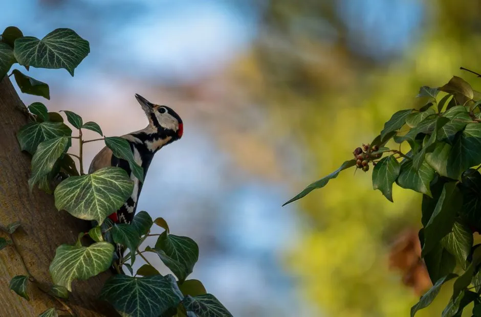 Drumming for Territory and Mates: The Resonance Factor (Image Credits: Pexels)
