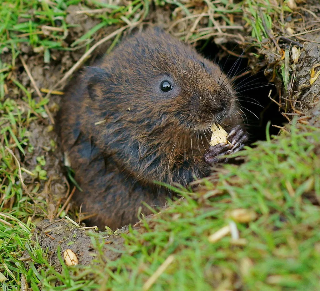 Voles: Small Holes With a Bigger Underground Story (Peter G Trimming, Flickr, CC BY 2.0)