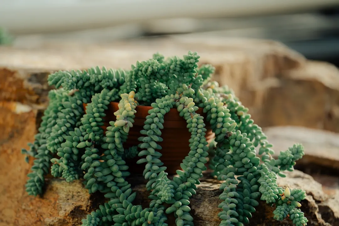9. Burro's Tail (Sedum morganianum): The Patient Creative (Image Credits: Unsplash)