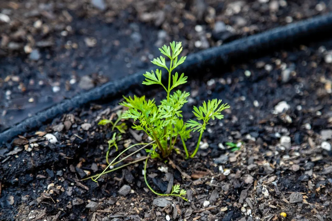 Setting Up Gravity-Fed or Pump-Assisted Distribution (Image Credits: Unsplash)