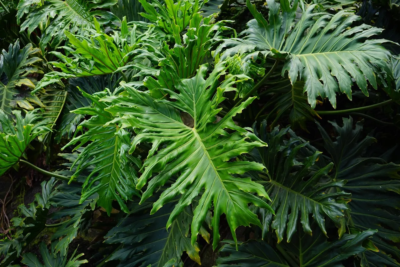 5. Philodendron: The Fast Grower With Heart-Shaped Leaves (Image Credits: Pixabay)