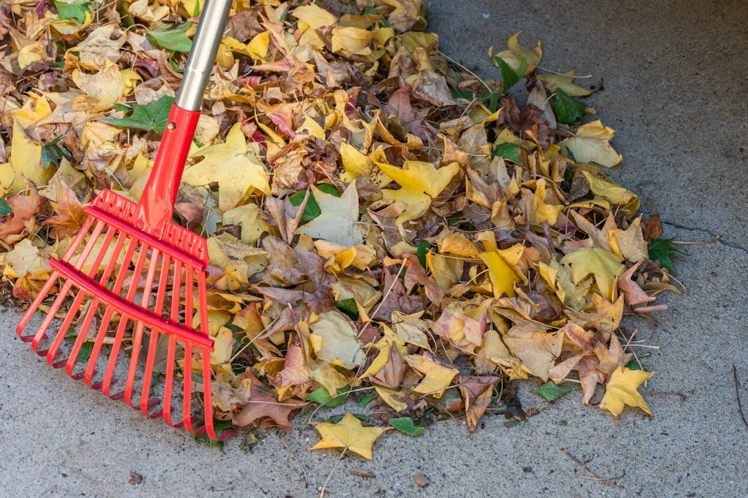 6. Obsessively Raking Every Leaf From Garden Beds (Image Credits: Unsplash)