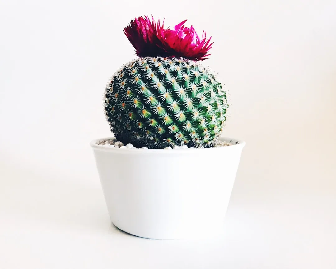 The Pincushion Cactus: Small but Fiercely Defended (Image Credits: Unsplash)
