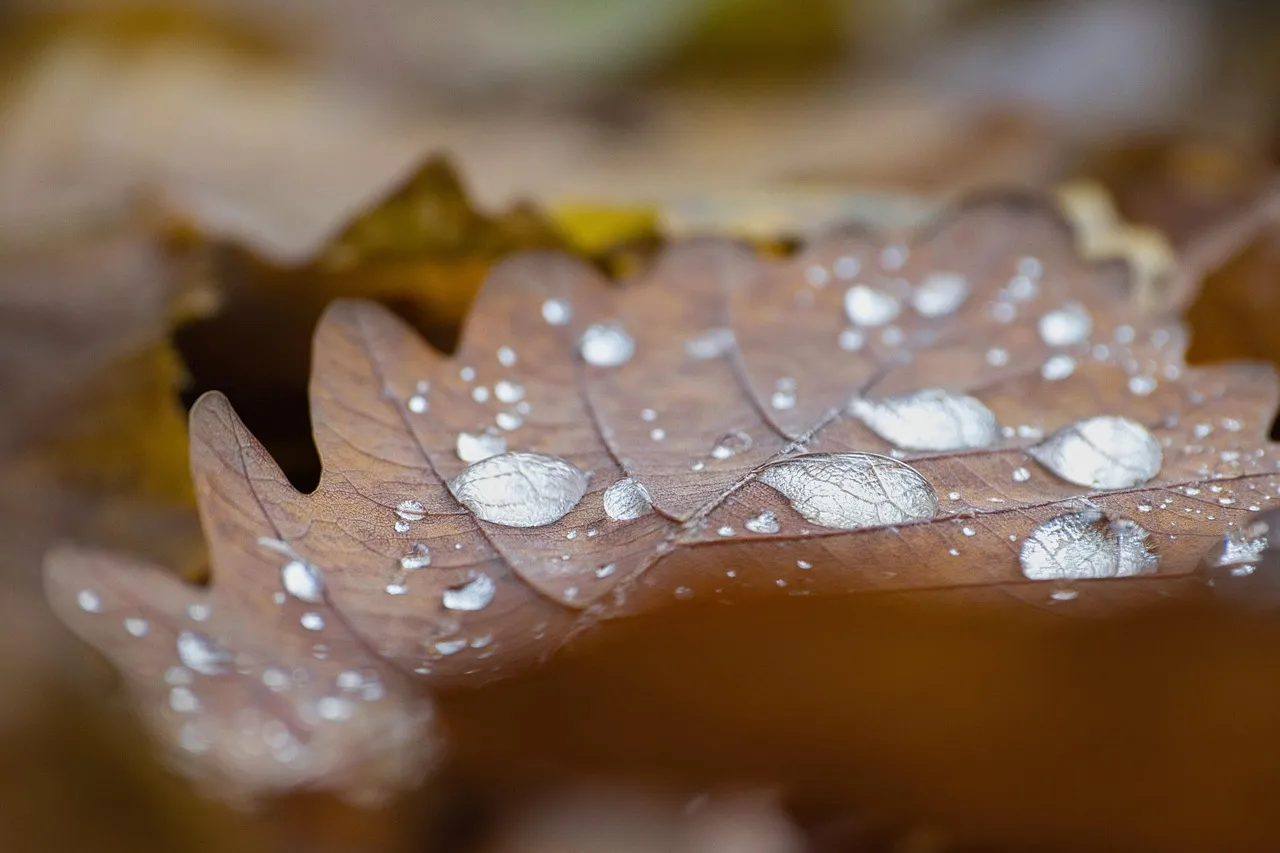 Oak Wilt: When Timing Becomes a Matter of Tree Survival (Image Credits: Pixabay)