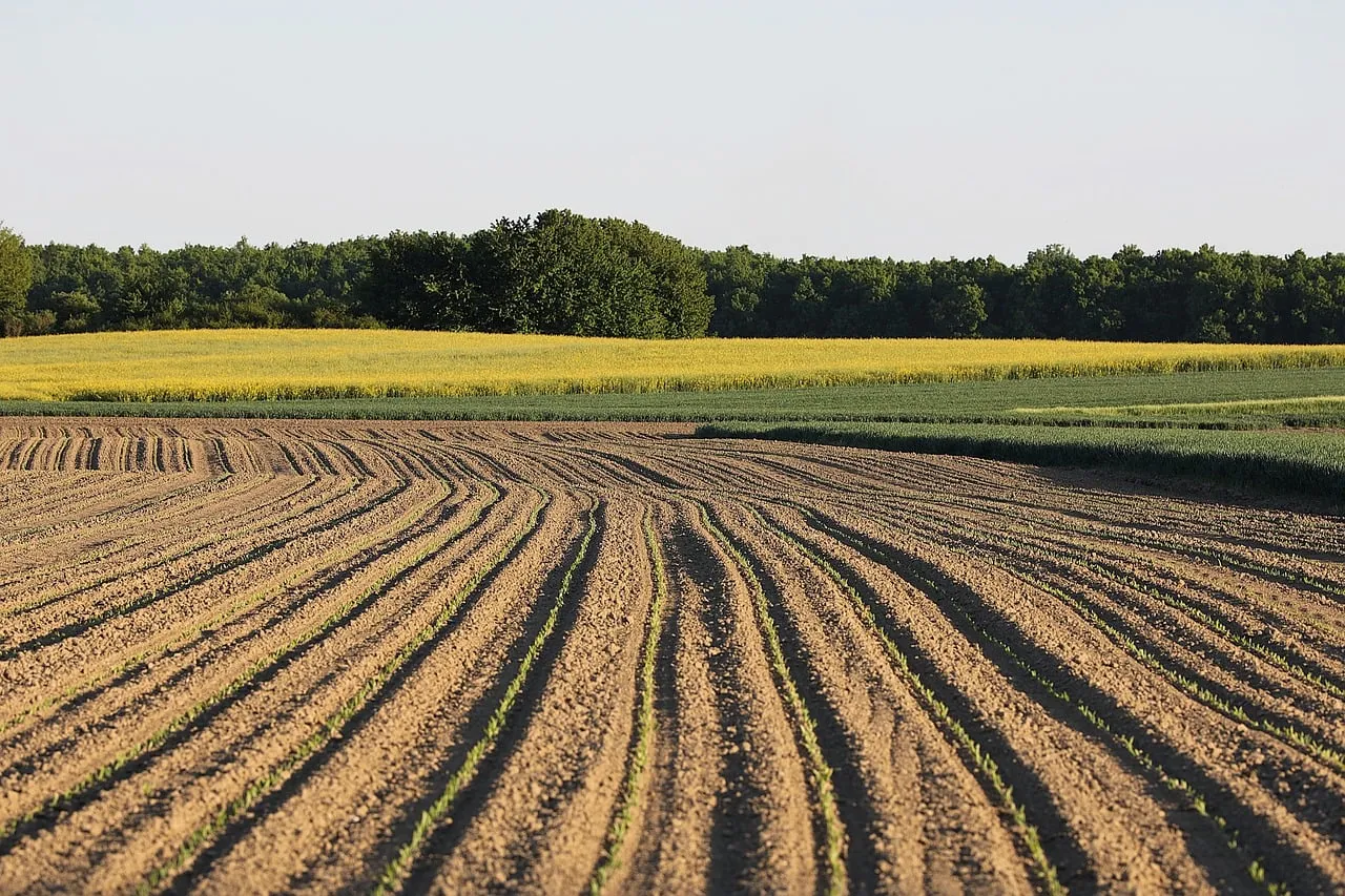 The Shared Mechanism: Osmotic Stress Across All 5 Fertilizers (Image Credits: Pixabay)