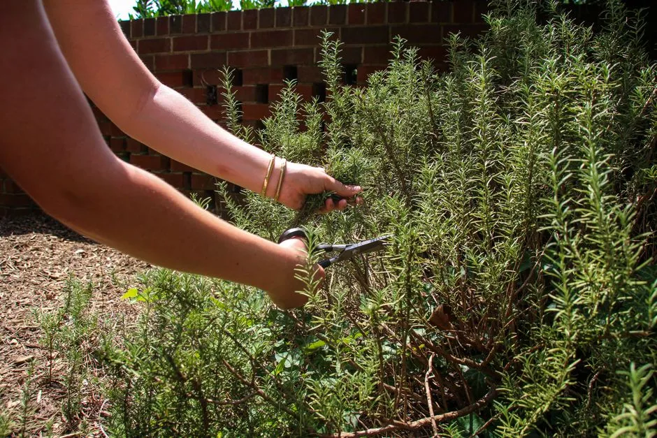 Hyper-Local Gardens and the Farm-to-Kitchen Dynamic (Image Credits: Pexels)