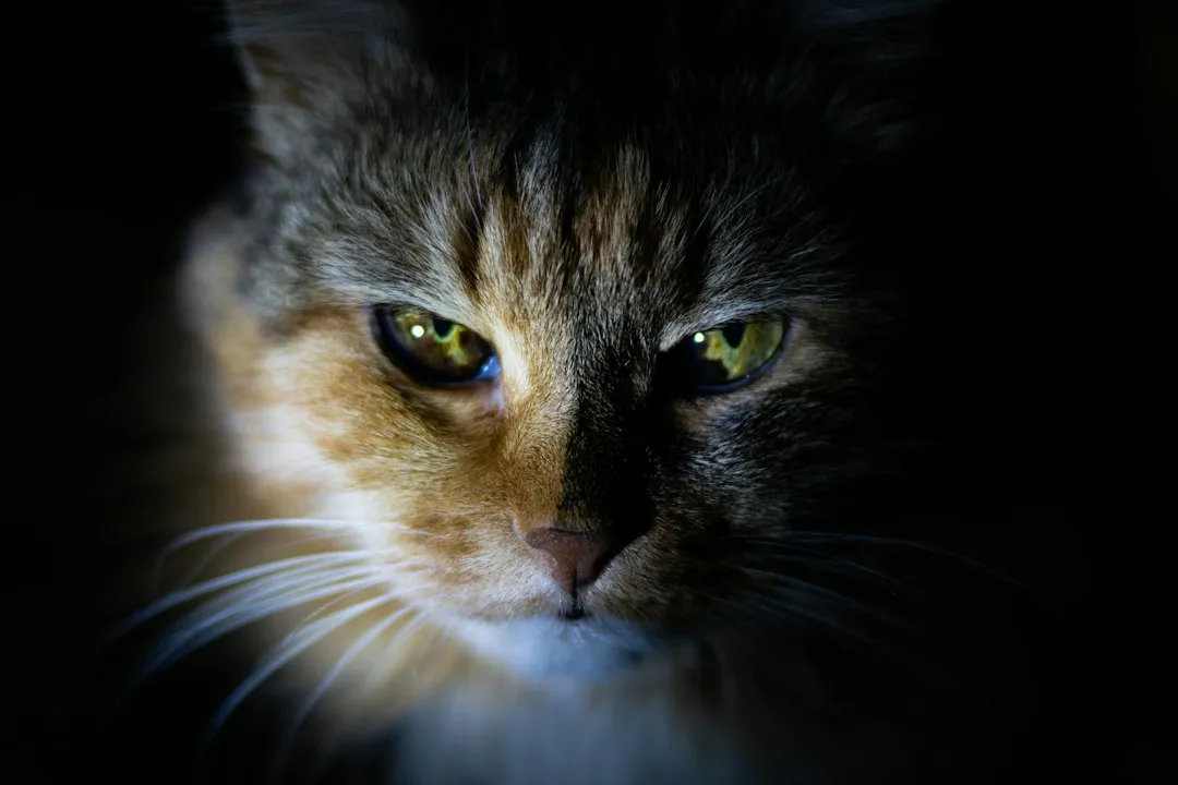 Cats Are Naturally Solitary Animals (Image Credits: Unsplash)
