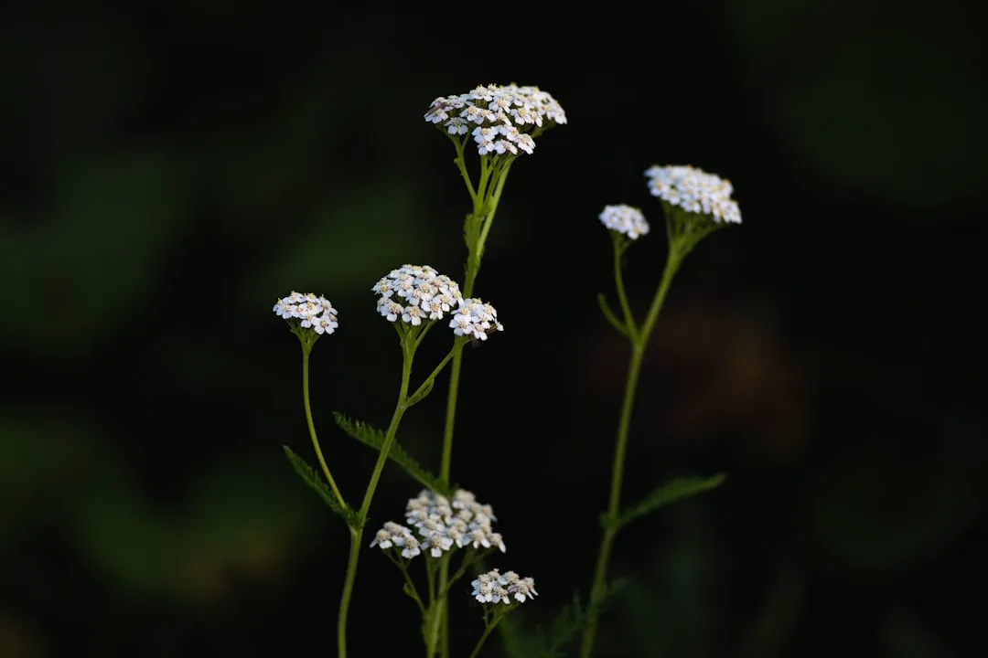 Yarrow: The Quiet Workhorse Of The Garden (Image Credits: Unsplash)