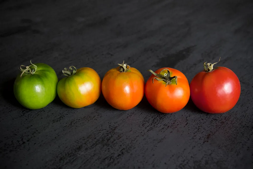 Nitrogen, Nutrients, and the Natural Fertility Cycle (COLORED PENCIL magazine, Flickr, CC BY 2.0)