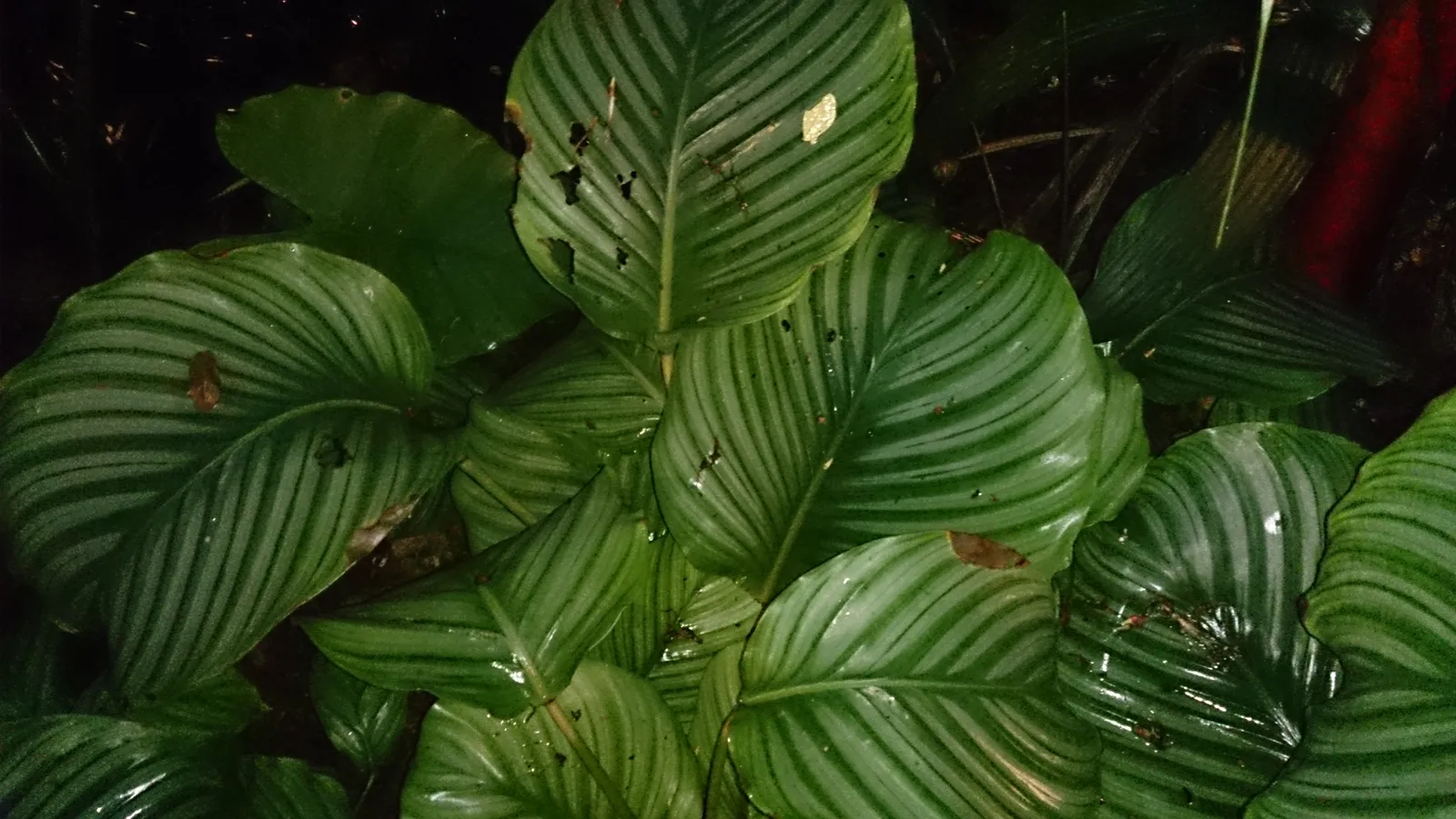 Nyctinasty: The Nightly "Sleep" of Houseplant Leaves (By Mokkie, CC BY-SA 3.0)