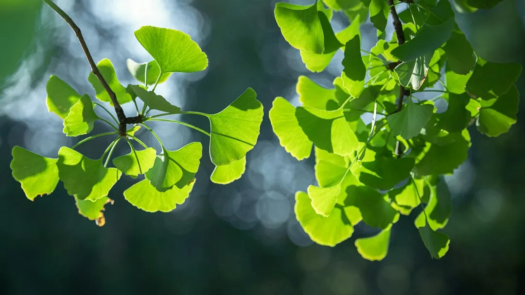 5. Ginkgo Biloba: A Memory Supplement With a Serious Bleeding Signal (Image Credits: Unsplash)