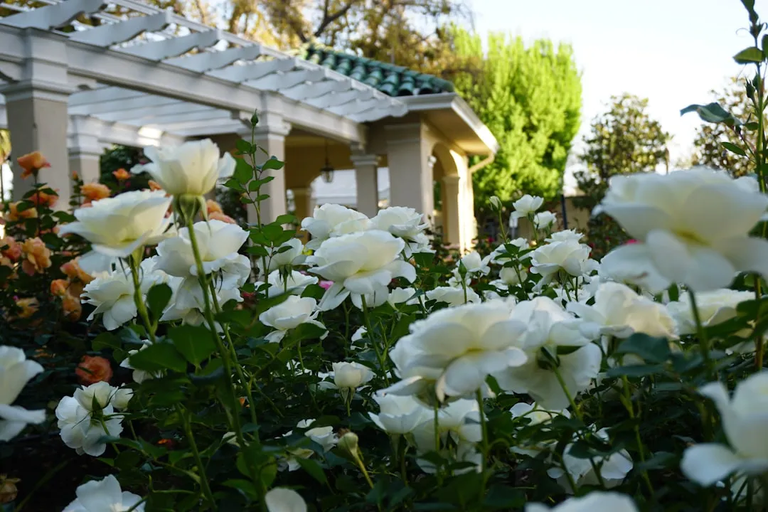The Bigger Picture: Why Your Pasadena Garden Matters (Image Credits: Unsplash)
