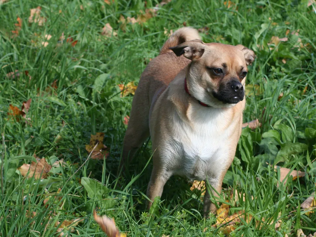 What Science Says About Human-Dog Proximity and Stress (drsmith7383, Flickr, CC BY 2.0)