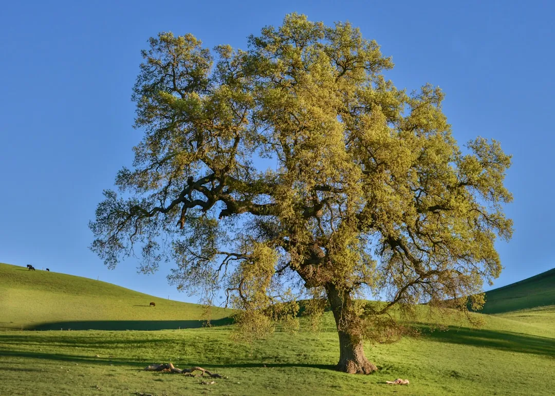 What Oaks Give Back to Sacramento's Wildlife (Image Credits: Unsplash)