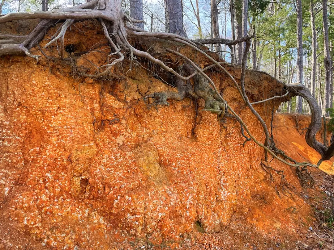 How to Actually Confirm Root Rot (Image Credits: Unsplash)