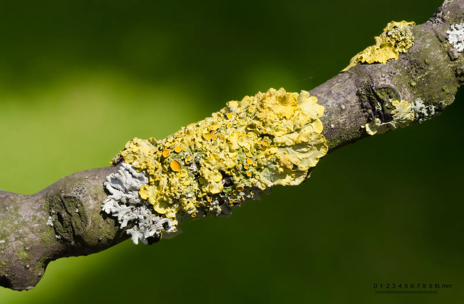 Lichen as a Stress Signal (By Norbert Nagel, CC BY-SA 3.0)