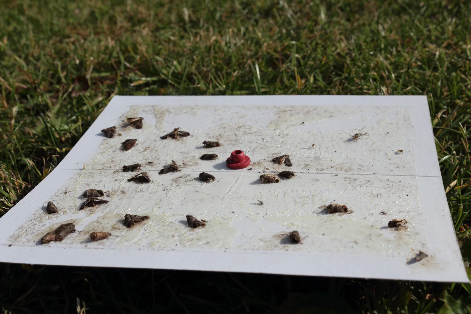 Why Pheromone Traps Work - and When They Don't (By Slaunger, CC BY-SA 3.0)