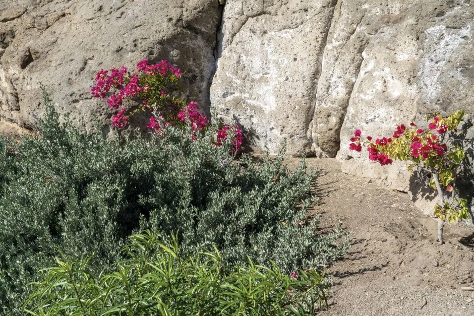 How to Establish Drought-Resilient Shrubs Successfully (Image Credits: Pexels)