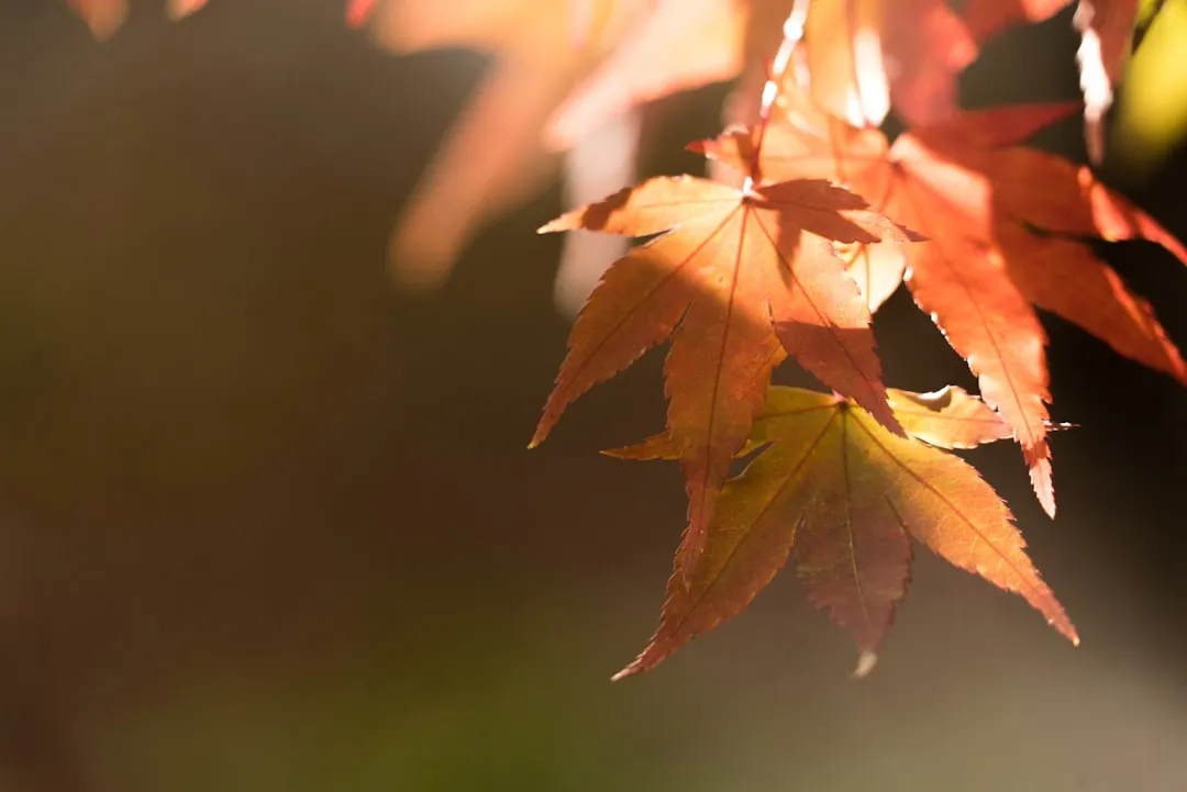 Big Leaf Maple: Where Moisture Helps Most (Image Credits: Unsplash)