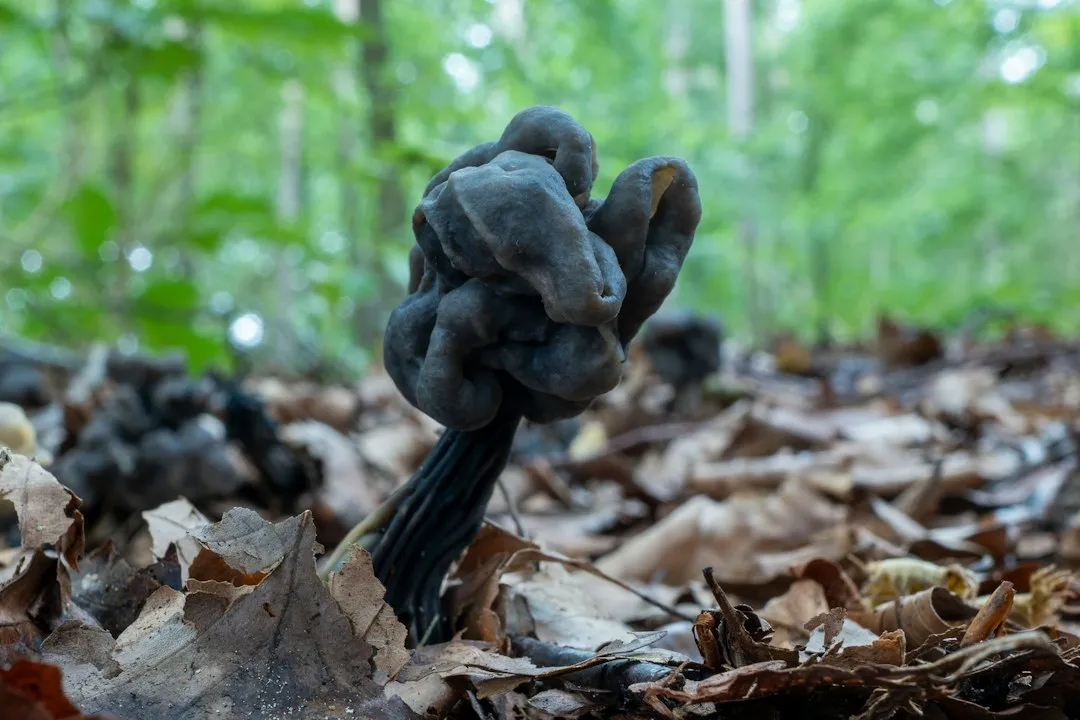 What Black Knot Disease Actually Is (Image Credits: Unsplash)