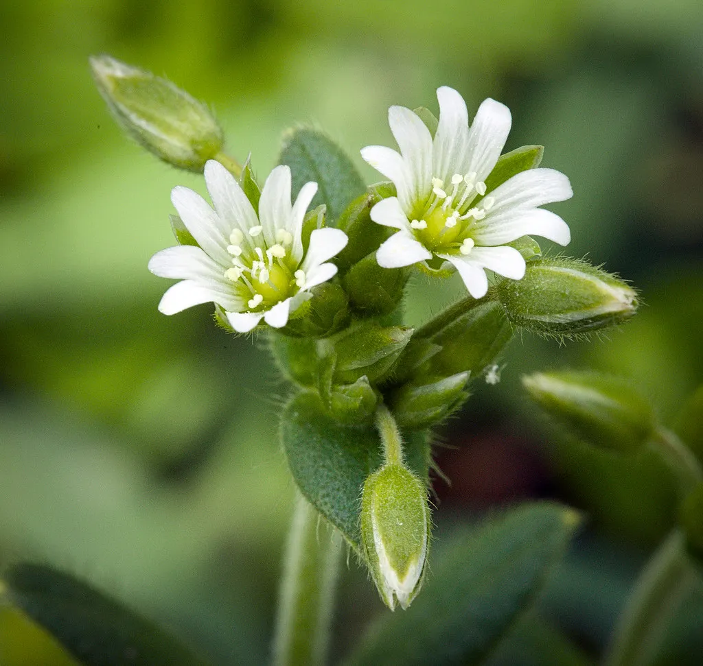 Chickweed (Stellaria media): The Potassium and Phosphorus Returner (hedera.baltica, Flickr, CC BY-SA 2.0)