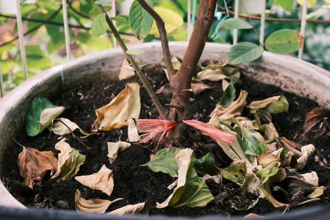 Conclusion: Support Your Plants, Don't Strangle Them (Image Credits: Unsplash)