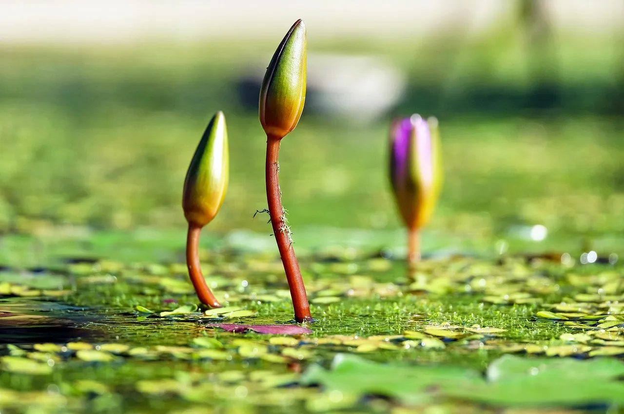How to Use It Correctly (Image Credits: Pixabay)