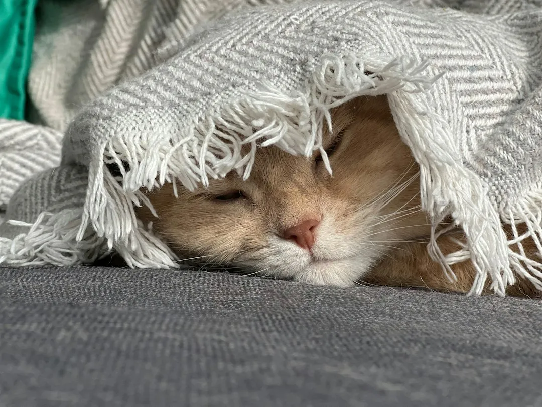 It Supports Deeper, More Restful Sleep Cycles (Image Credits: Unsplash)