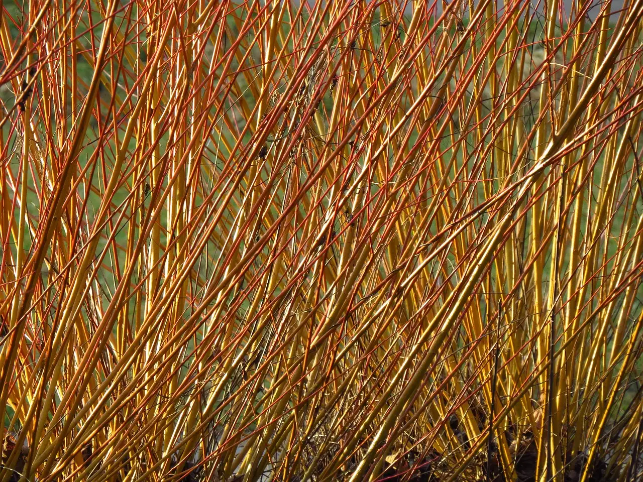 Sourcing and Preparing Your Willow Rods (Image Credits: Pixabay)
