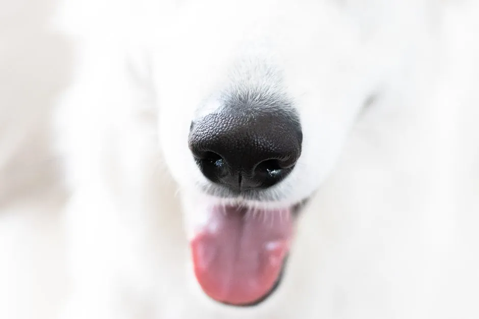 An Ancient Behavior Rooted in Evolution (Image Credits: Pexels)
