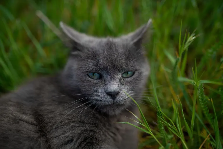 Cats Don't Do It Because They Feel Sick (Image Credits: Pexels)