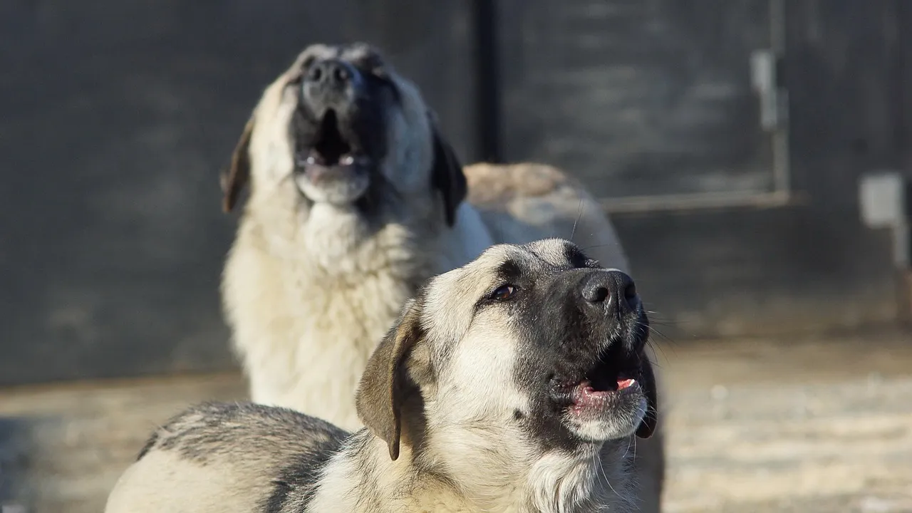 The Breeds Most Likely to Howl at Sirens (Image Credits: Pixabay)