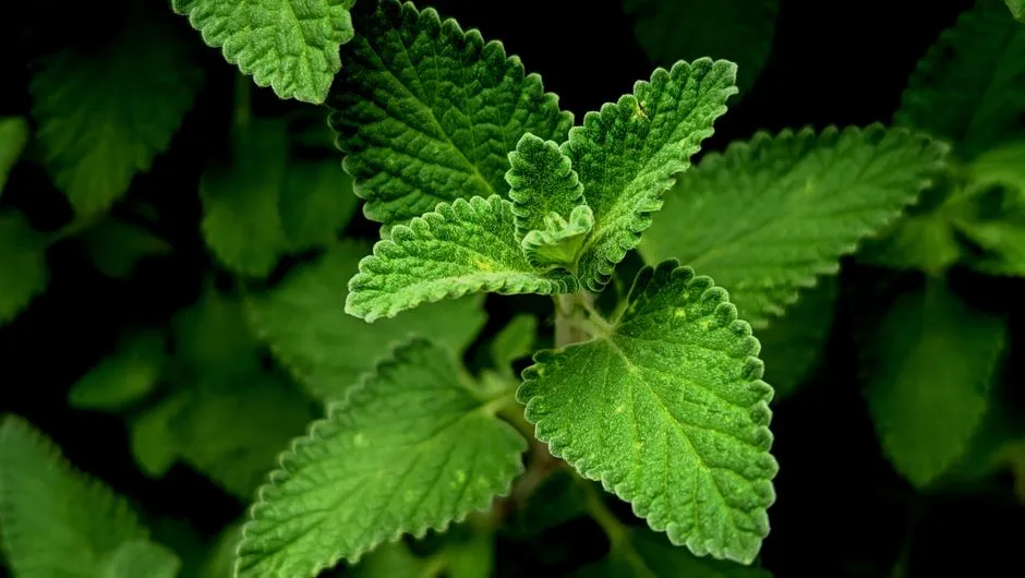 Growing Catnip: What You Need to Know Before You Plant (Image Credits: Pexels)