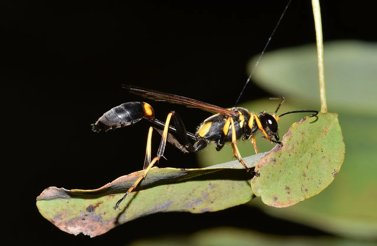 The Mud Dauber: Misidentified, Feared, and Killed Unnecessarily (Image Credits: Pixabay)
