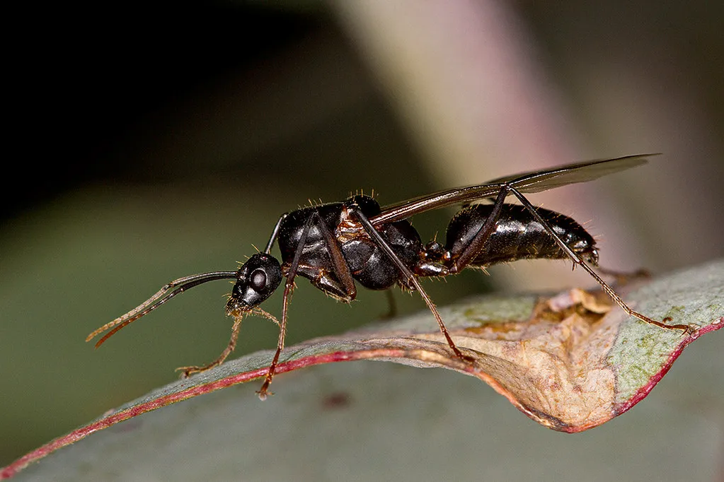 Flying Ants and Climatic Sensitivity (patrickkavanagh, Flickr, CC BY 2.0)