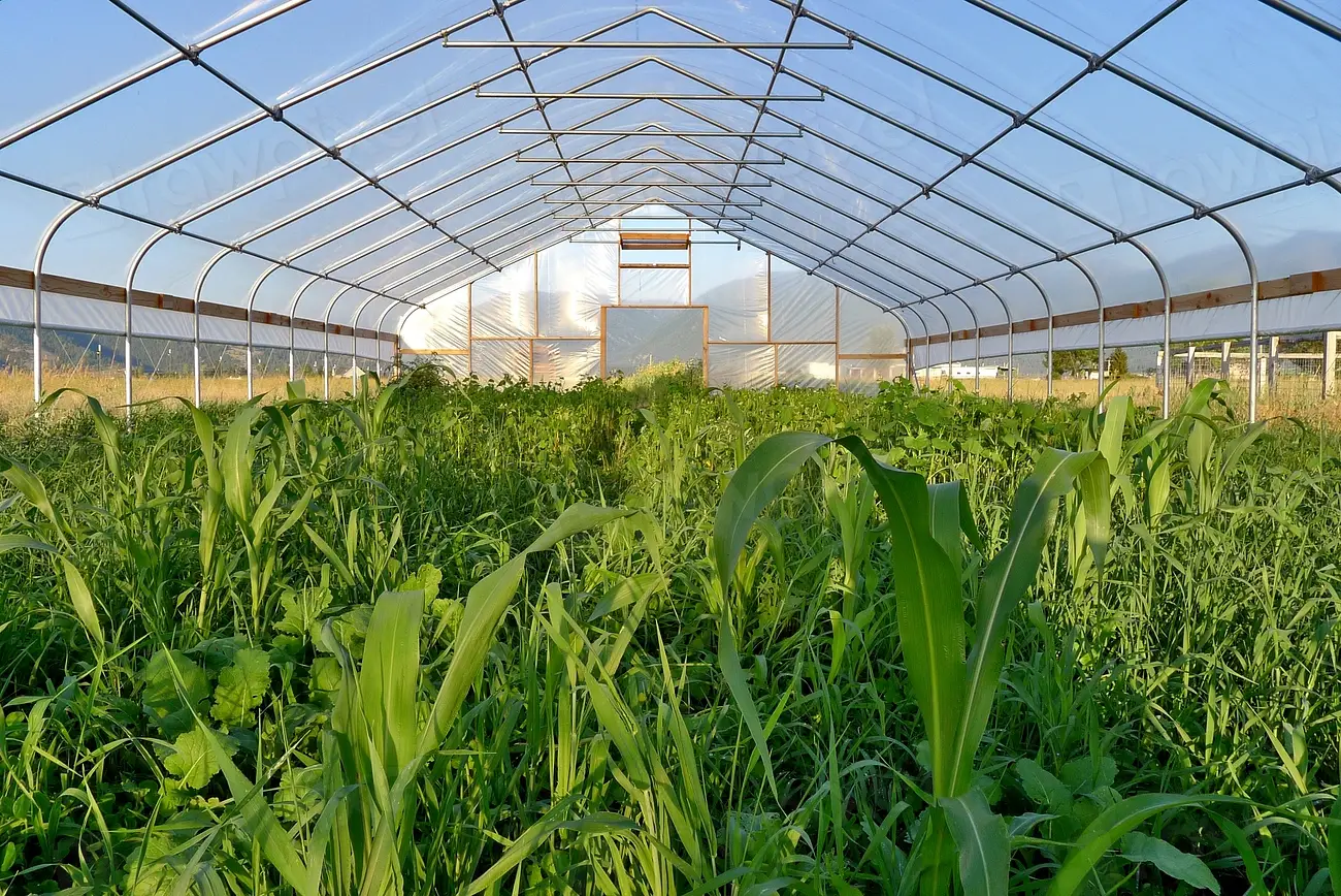 Conclusion: Letting the Soil Rest and Recover (Image Credits: Rawpixel)