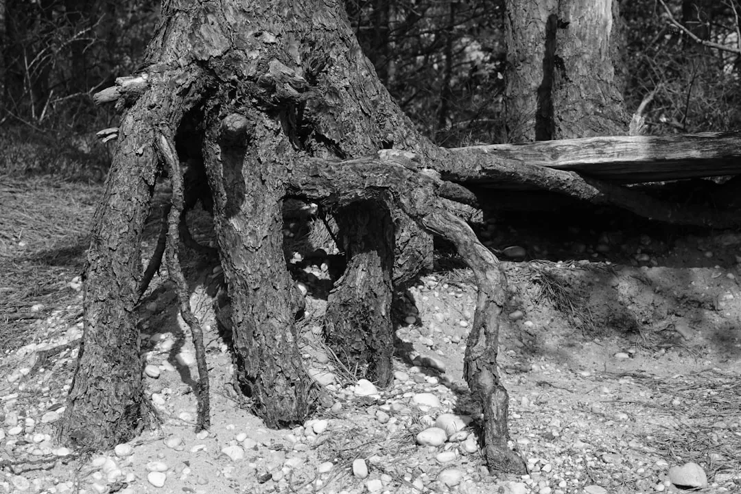 How Tree Roots Actually Damage a Foundation (Image Credits: Unsplash)