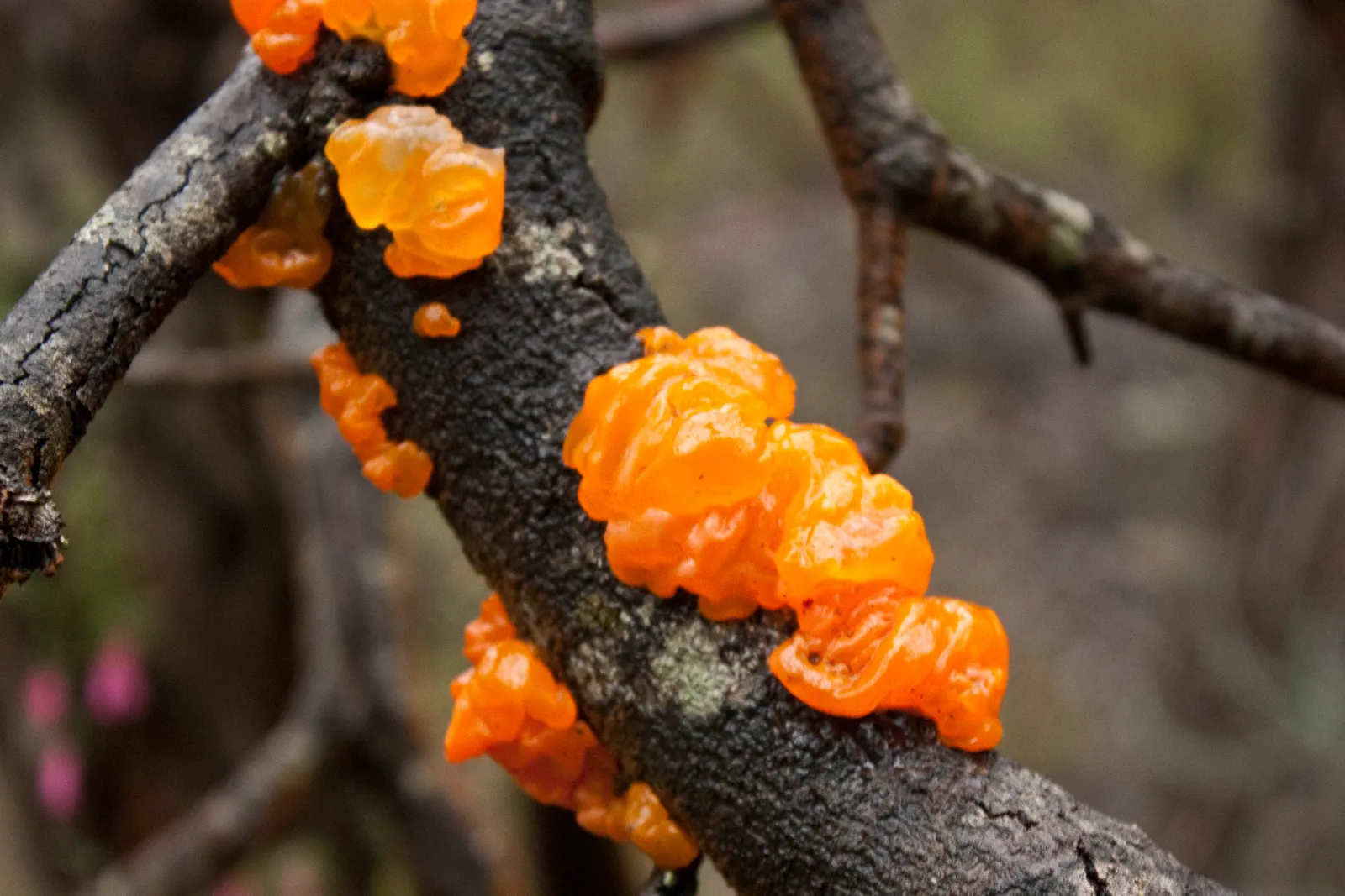 The Fungus Behind It All (Orange Jelly Fungus, Grampians National Park, Victoria Australia, CC BY-SA 2.0)