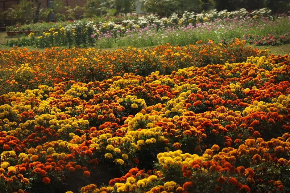 Building a Balanced Garden Ecosystem Around Marigolds (Image Credits: Pexels)