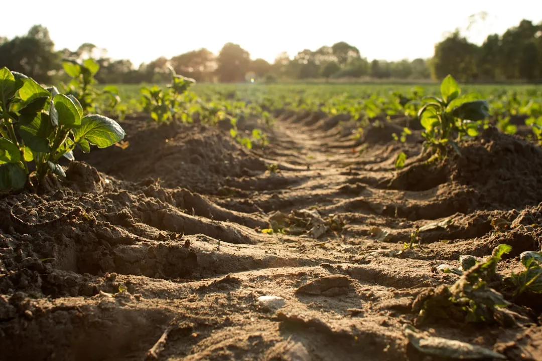 Soil Compaction Causes Long-Term Damage (Image Credits: Unsplash)