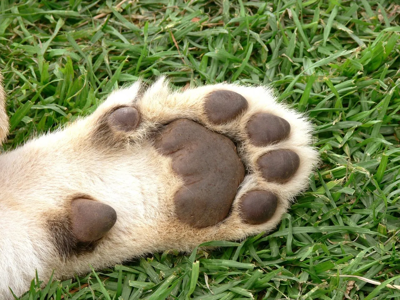 Sensitive Paws Are Gathering Information (Image Credits: Pixabay)