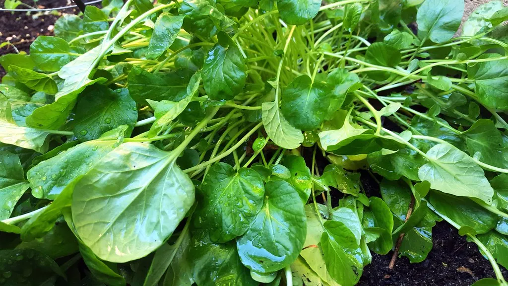 The Takeaway (Grow It, Catch It, Cook It, Flickr, CC BY 2.0)