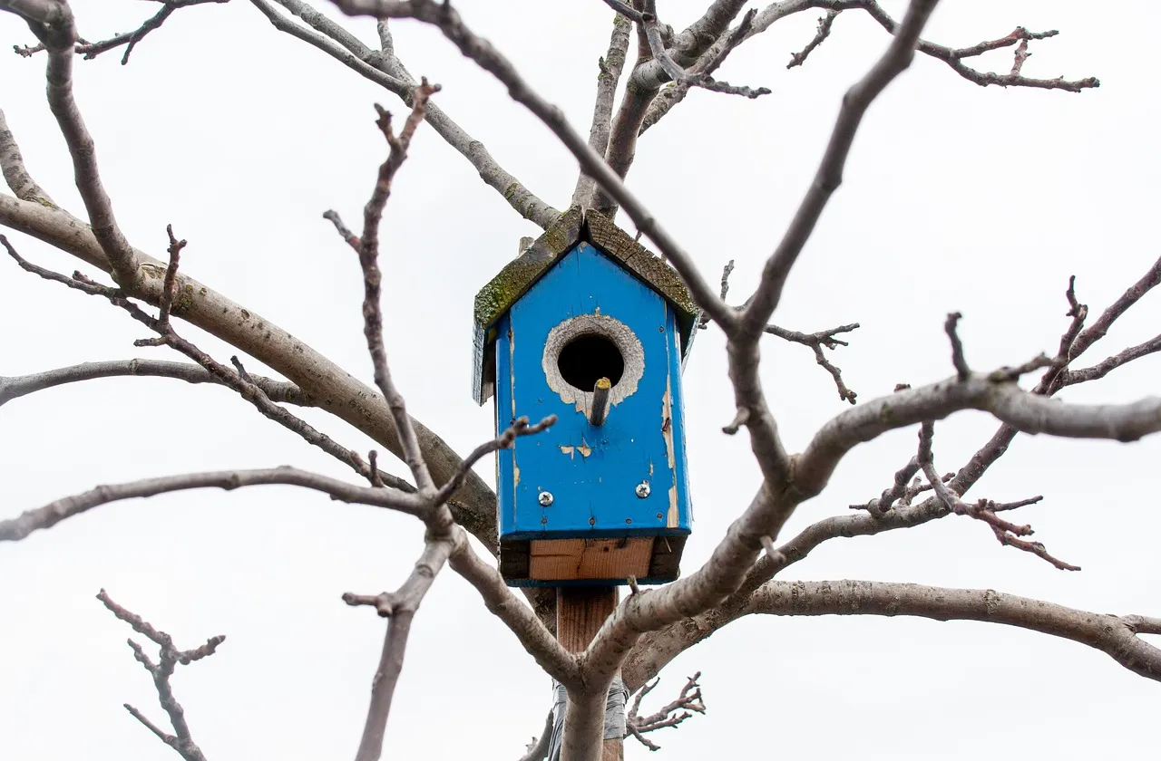 Birds Seeking Dense Cover and Shelter (Image Credits: Pixabay)