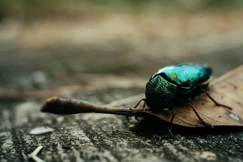 Beneficial Insects Lose Their Habitat (Image Credits: Pexels)