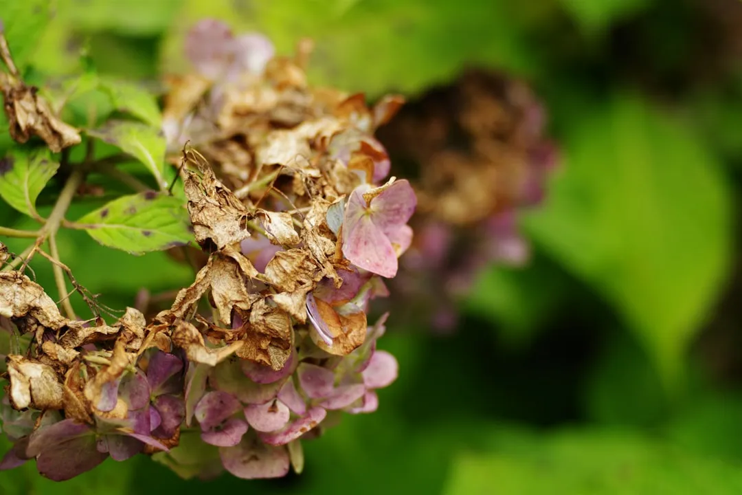 You're Probably Misreading the Wilting (Image Credits: Unsplash)