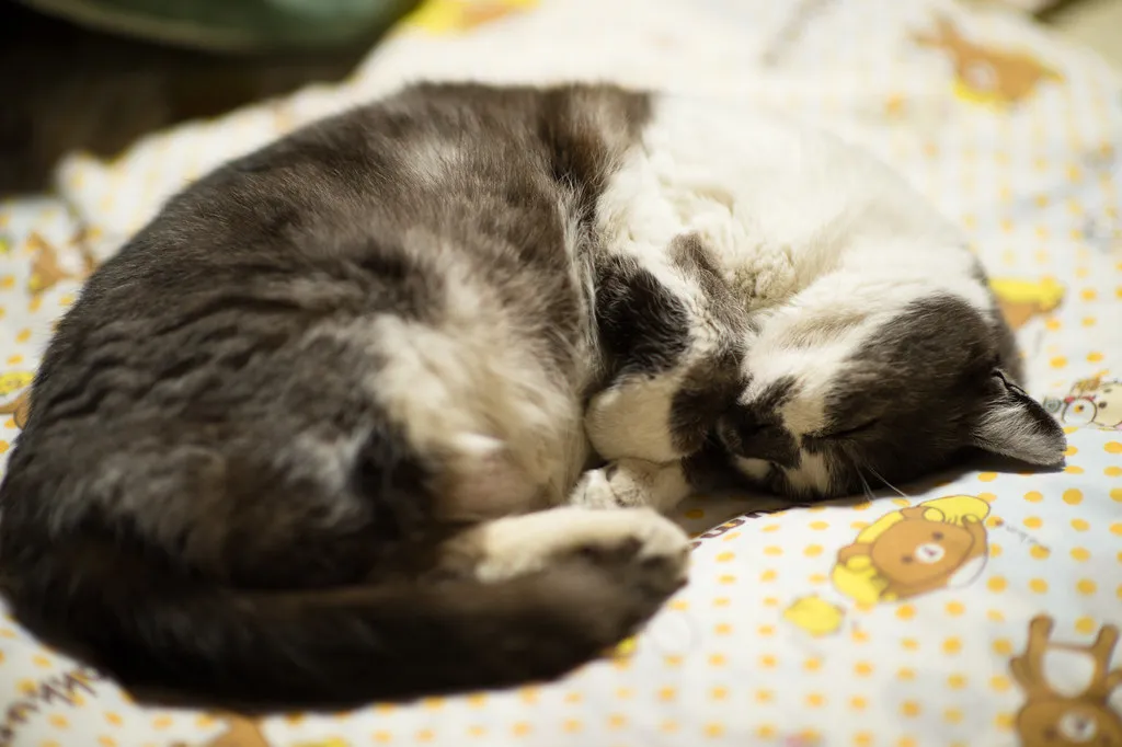 It's About Warmth and Temperature Regulation (Takashi(aes256), Flickr, CC BY-SA 2.0)