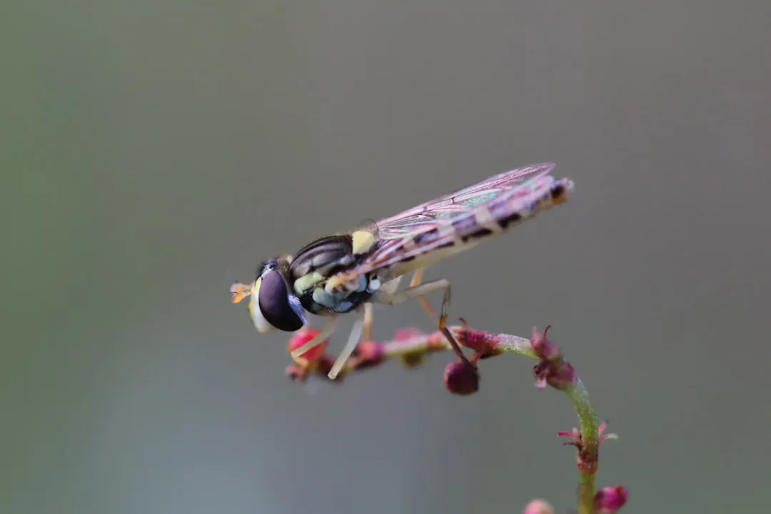 The Parasitic Wasp: Your Garden's Invisible Pest Controller (Image Credits: Unsplash)