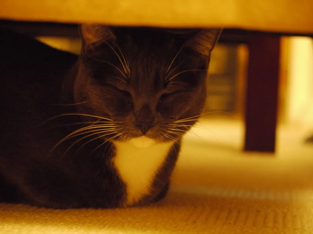 Decreased Playfulness or Sudden Lethargy (Insulinde, Flickr, CC BY-SA 2.0)