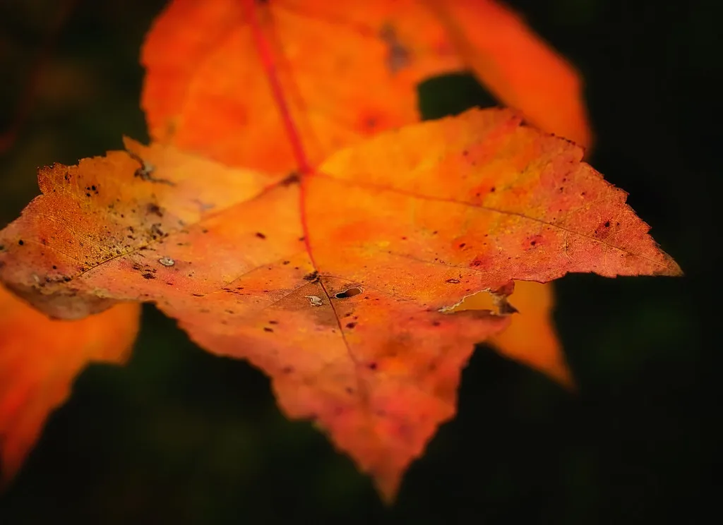 When and How to Plant for Best Results (Jack.Flanagan, Flickr, CC BY 2.0)